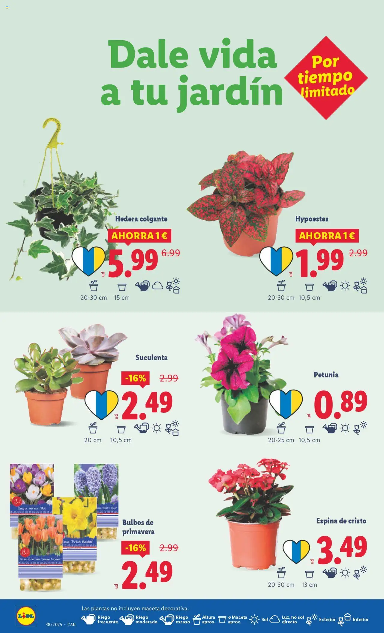Lidl - Canarias  │ válido desde el 15.09.2025 | Página: 38 | Productos: Maceta