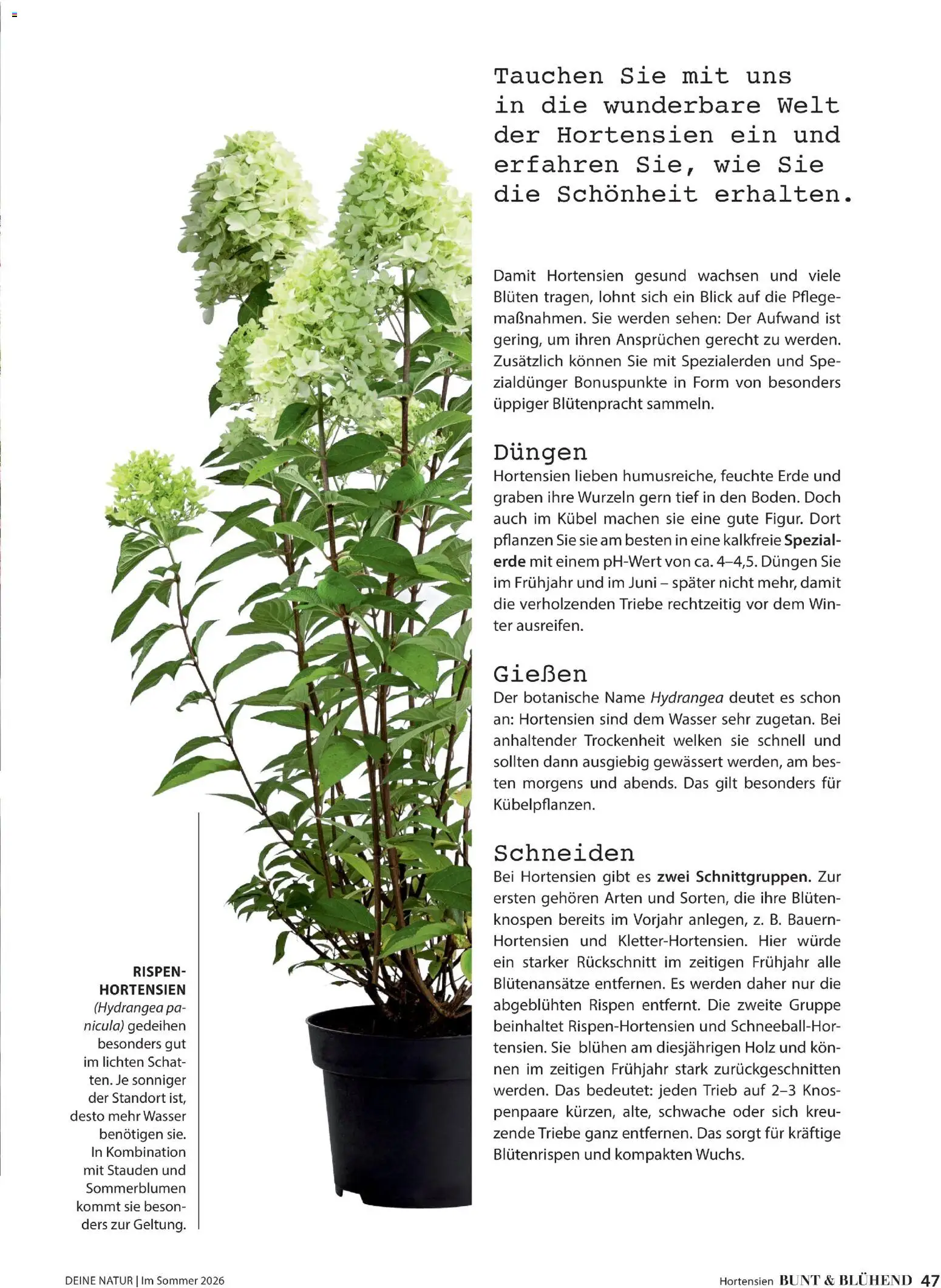 Dehner Prospekt 	 – gültig ab 17.04.2026 | Seite: 47 | Produkte: Wasser