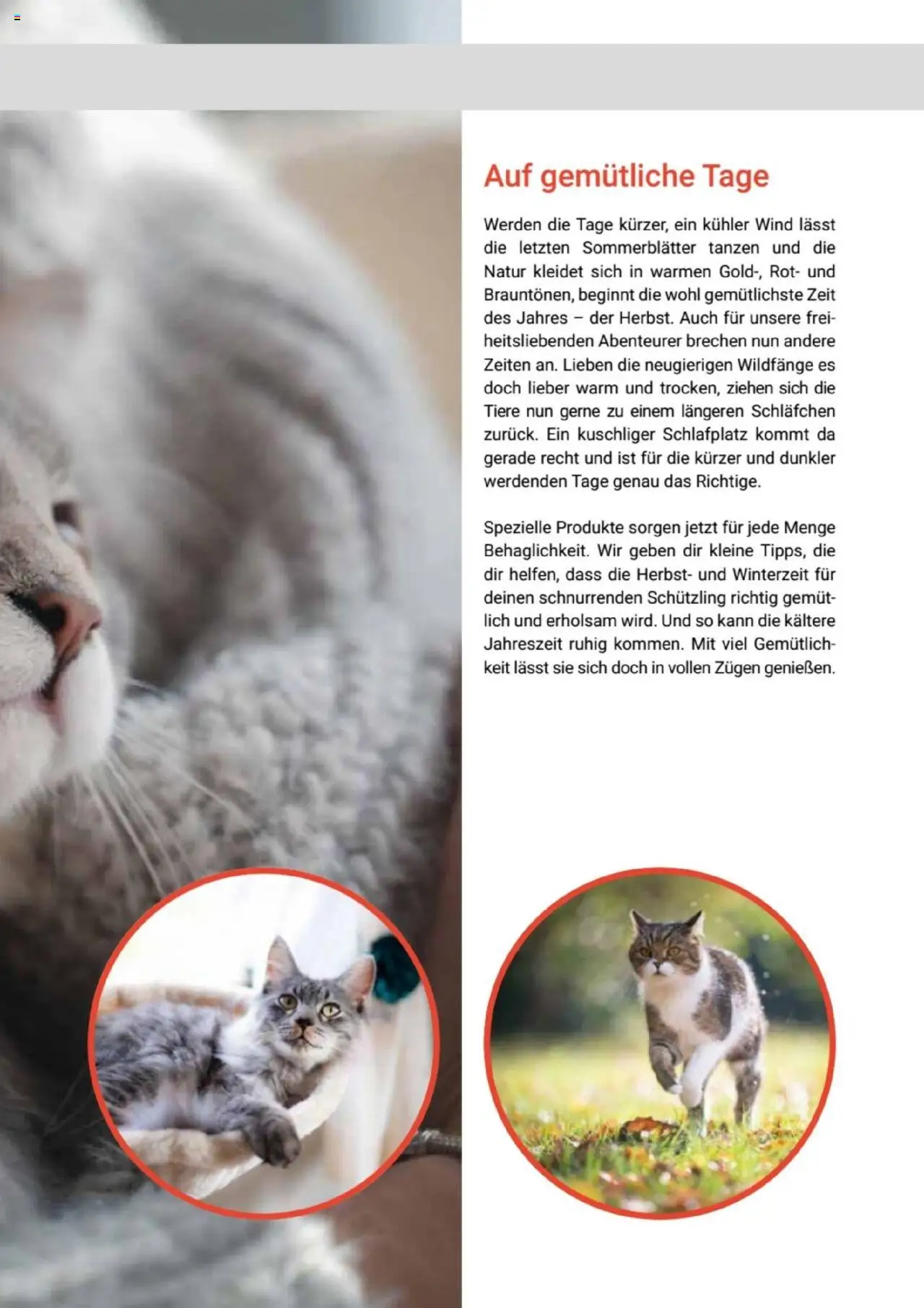 zookauf Themenkatalog Katze – gültig ab 01.10.2025 | Seite: 45