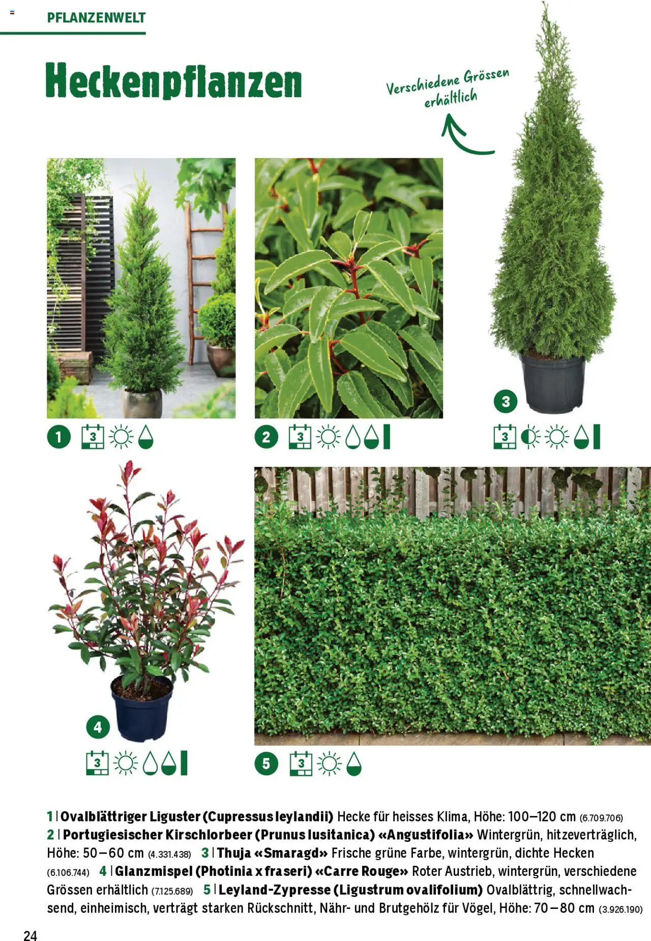 Jumbo Aktionen Dein Garten 2025 ab 21.02.2025 | Seite: 24
