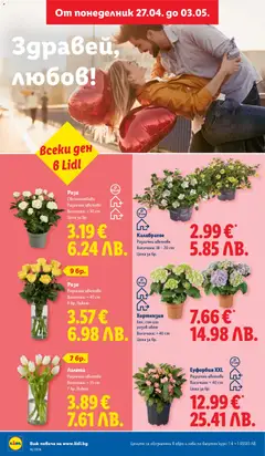 Преглед на Лалета, Различни цветове Височина: ≈ 35 cm 7 бр./букет - Офертите са валидни от 27.04.2026 | Страница: 48