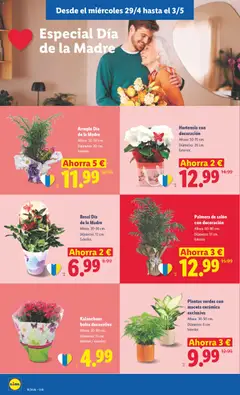 Vista previa Palmera de salón con decoración, Altura: 60-80 cm. Diámetro: 17 cm. Interior. válido desde el 27.04.2026 | Página: 46