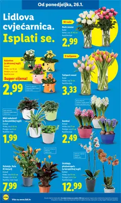 Orhideja phalaenopsis (u keramičkoj tegli), Komad, visina: cca 65 cm, promjer: cca 12 cm, različite boje - Pregled kataloga iz trgovine Lidl, vrijedi od 26.01.2026 | Stranica: 38