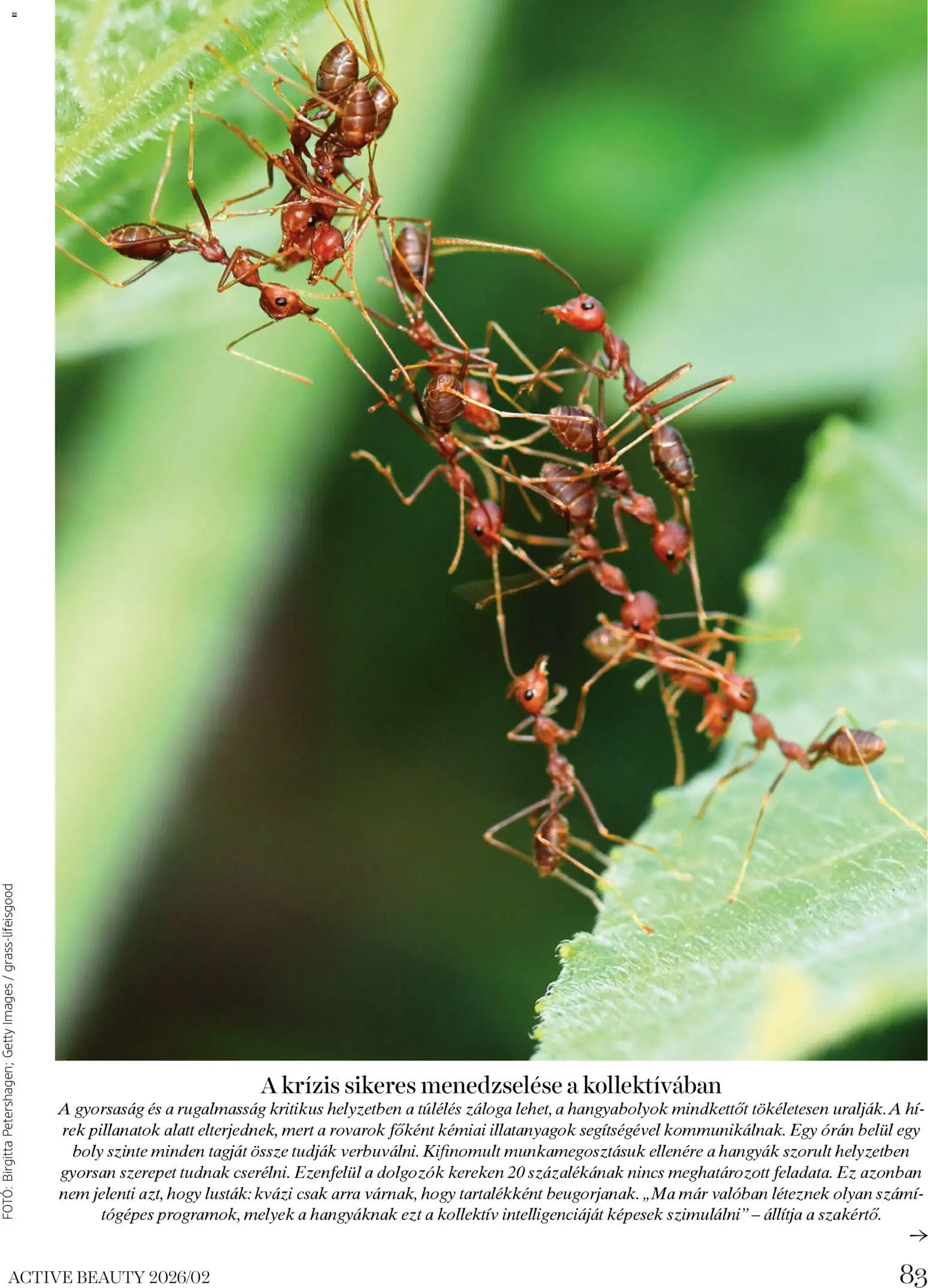 DM Drogerie Markt akciós ujság - amely érvényes a következő dátumtól: 06.02.2026 | Oldal: 83
