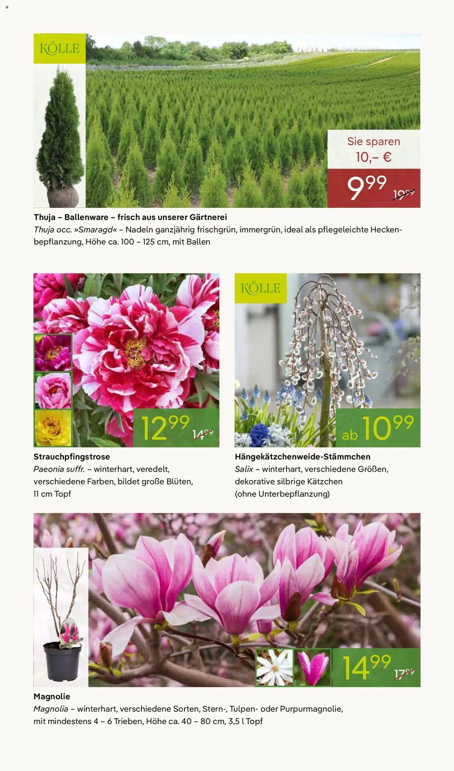 Pflanzen-Kölle - Pflanzen-Kölle: Weltfrauentag – gültig ab 02.03.2026 | Seite: 6