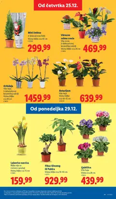 Orhideja, Više boja U dekorativnoj keramičkoj saksiji Visina biljke cca 65 cm - pregled Lidl kataloga - važi od 25.12.2025 | Strana: 51