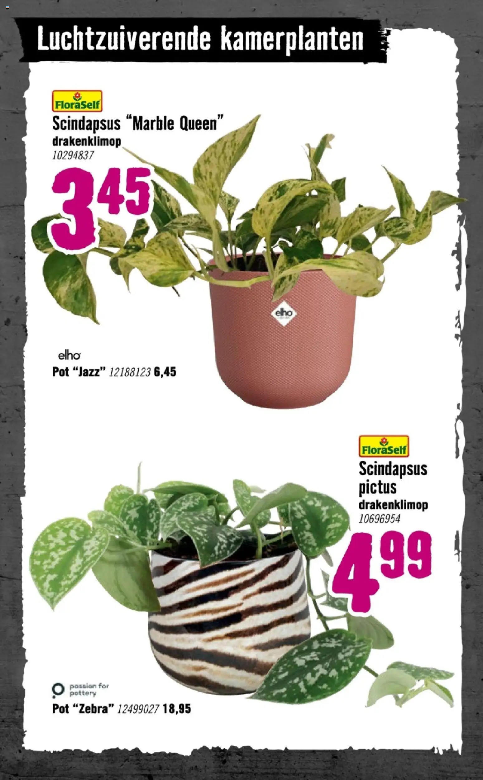 {H1} | Pagina: 76 | Producten: Pot, Kamerplanten