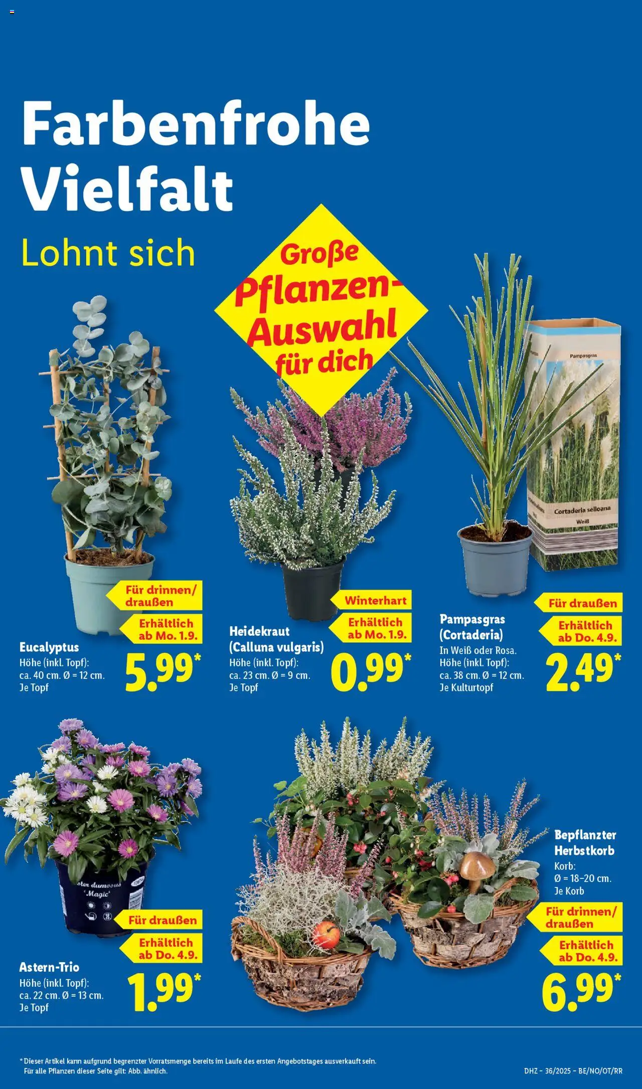 Lidl Prospekt Lüchow	 - gültig ab dem 01.09.2025 | Seite: 15 | Produkte: Korb