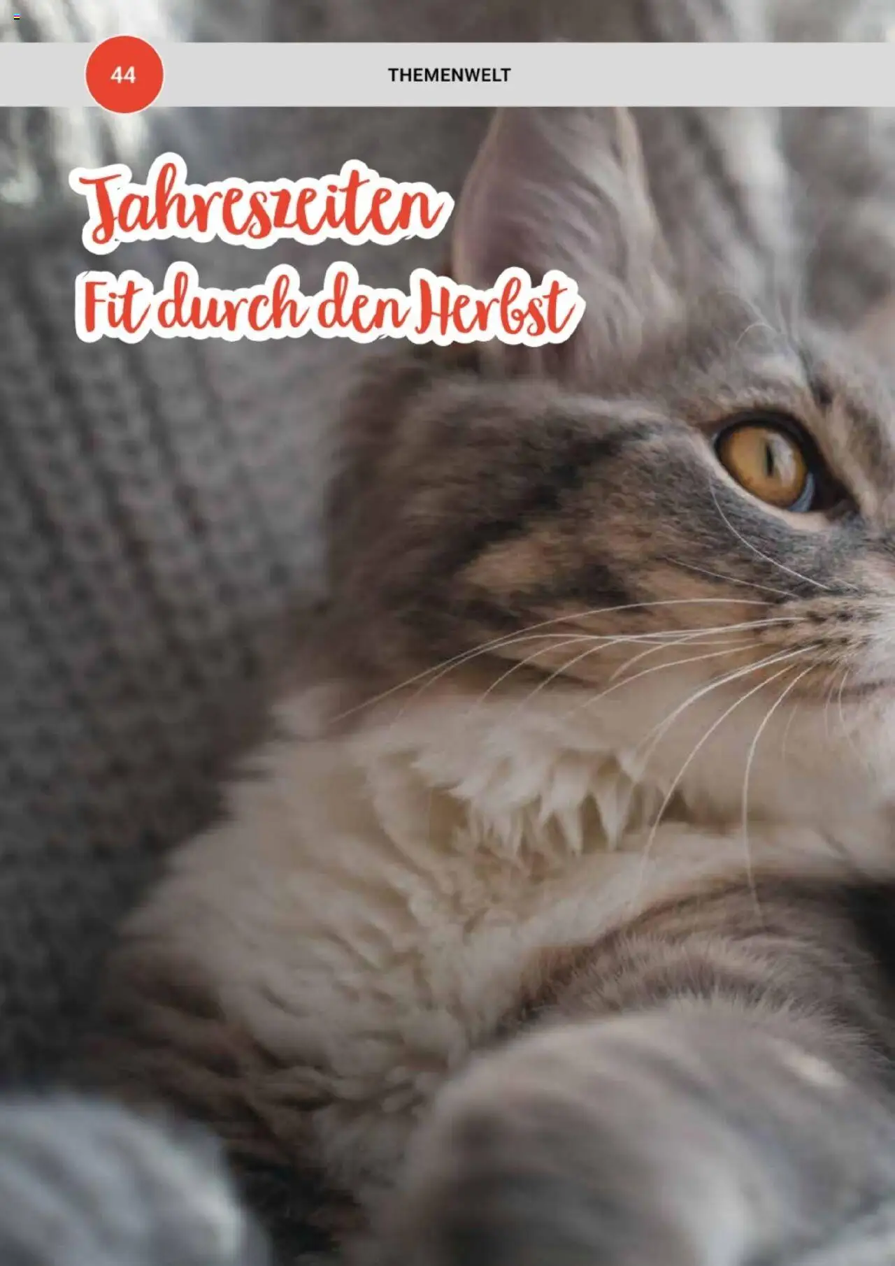 zookauf Themenkatalog Katze – gültig ab 01.10.2025 | Seite: 44