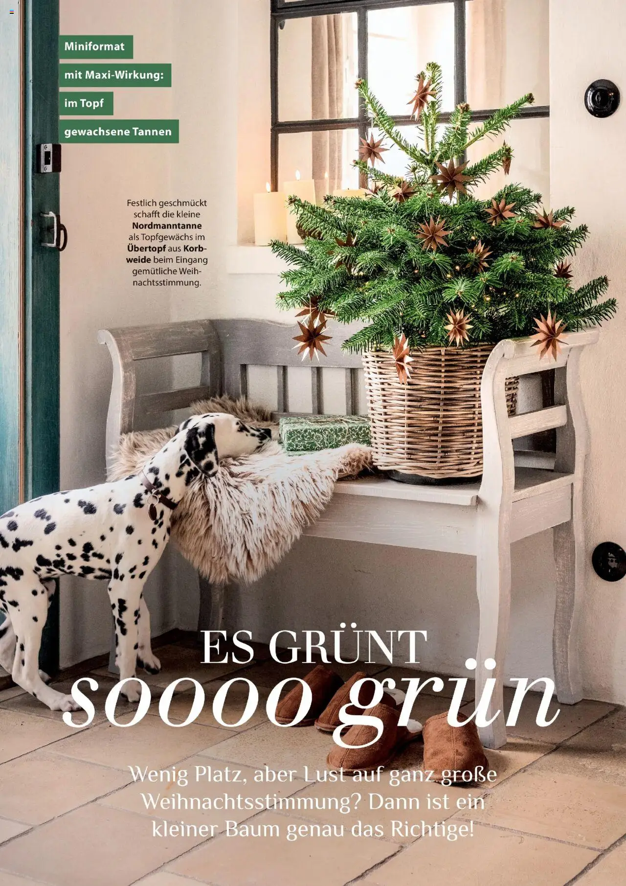 Dehner Prospekt Deine Natur – gültig ab 09.10.2025 | Seite: 62 | Produkte: Korb