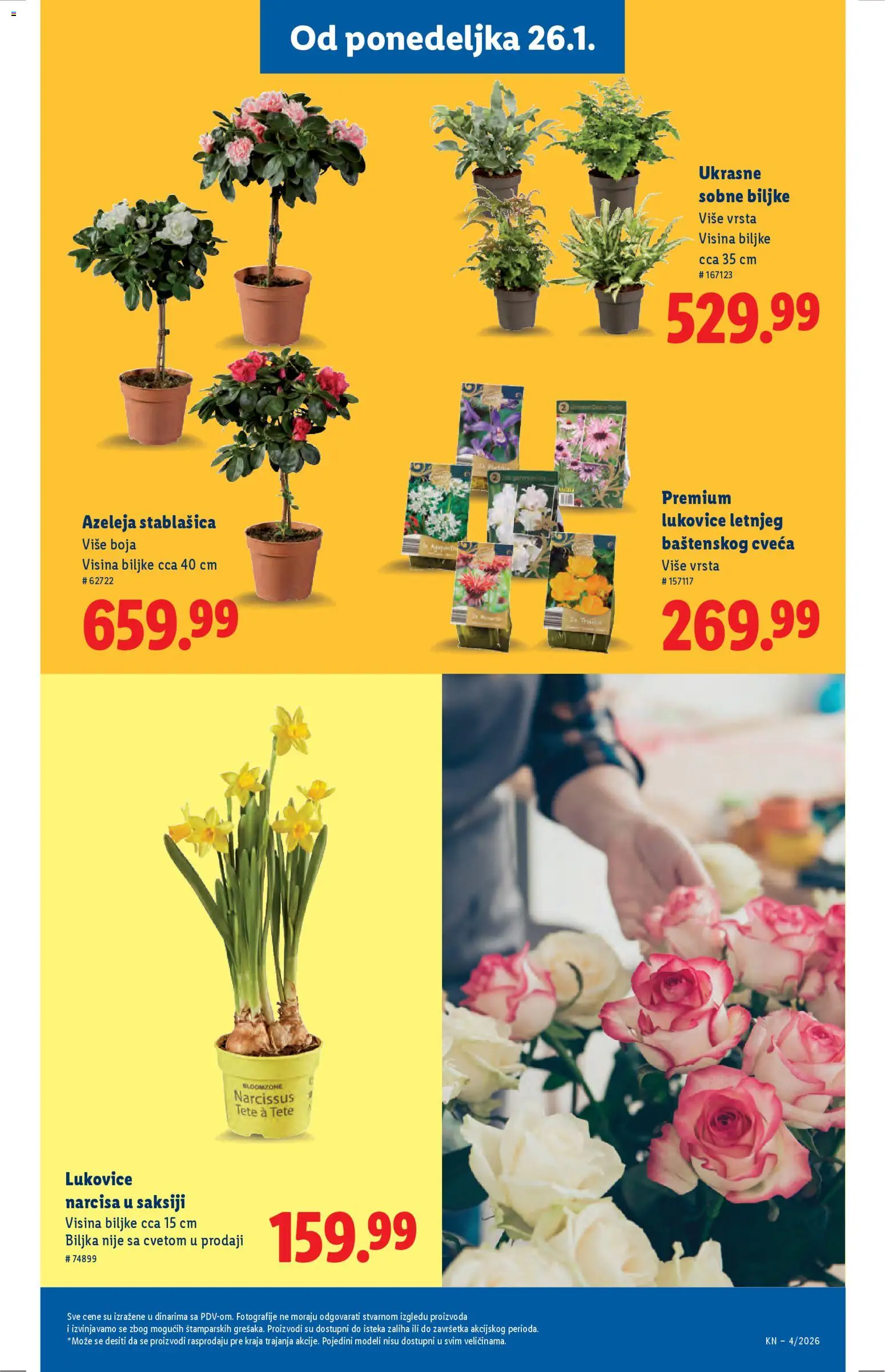 Lidl katalog - važi od 22.01.2026 | Strana: 49 | Proizvode: Sobne biljke
