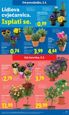 Ruža ili kalanhoa (u ukrasnom pakiranju), Komad. Visina: cca 28-30 cm. Promjer: cca 12 cm. Različite boje - Pregled kataloga iz trgovine Lidl, vrijedi od 02.03.2026 | Stranica: 47