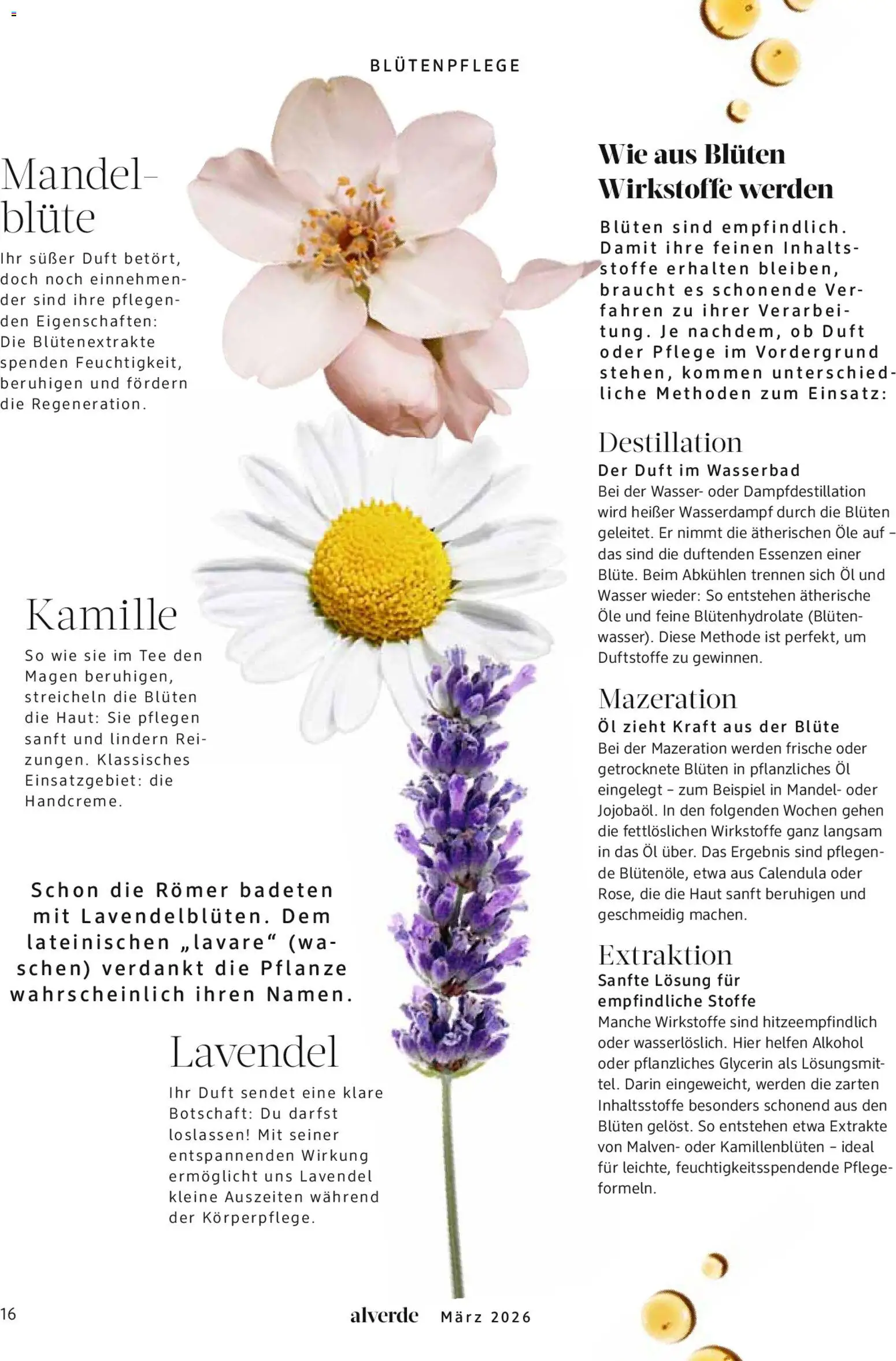 dm drogerie Prospekt 	 – gültig ab 01.03.2026 | Seite: 16 | Produkte: Öl, Duft, Wasser, Tee