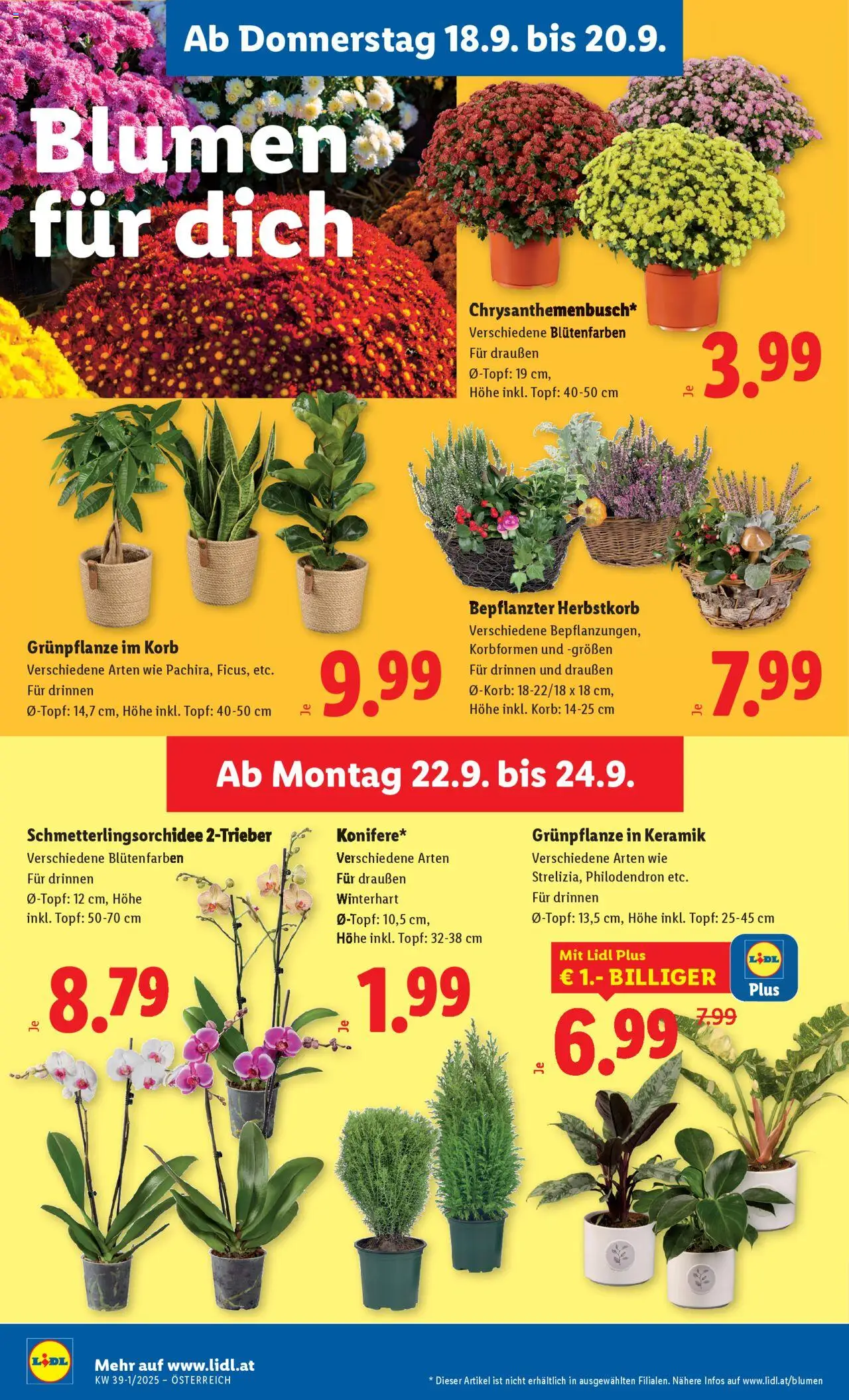 Lidl Flugblatt - Oberpullendorf, Güssing, Oberwart gültig ab 18.09.2025 | Seite: 24 | Produkte: Korb