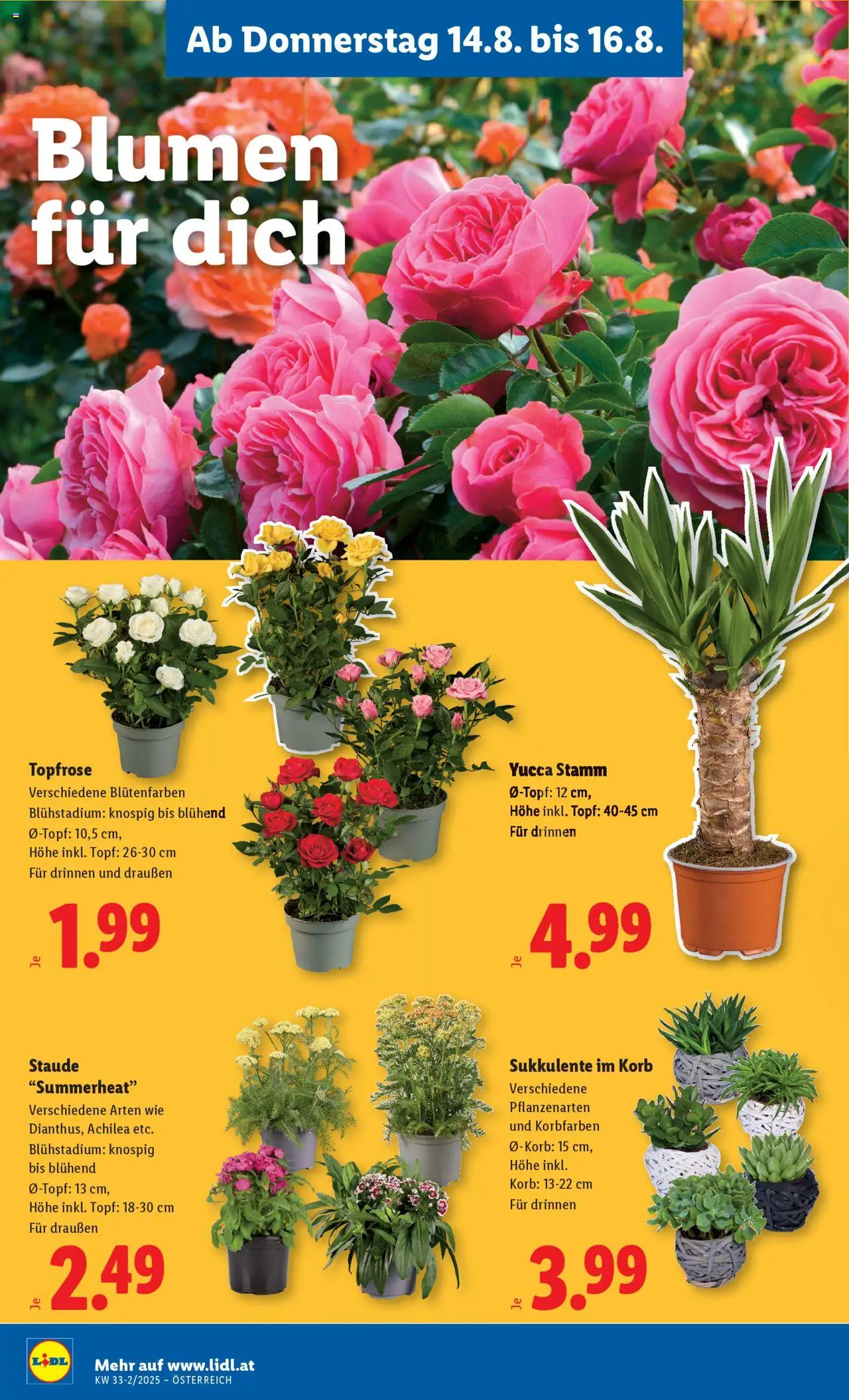 Lidl Flugblatt gültig ab 14.08.2025 | Seite: 24 | Produkte: Korb