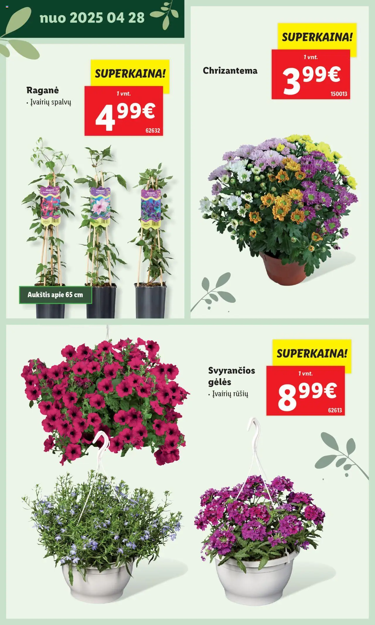 LIDL leidinys - Švenčiame sodą│galioja nuo 12.05.2025 | Puslapis: 34