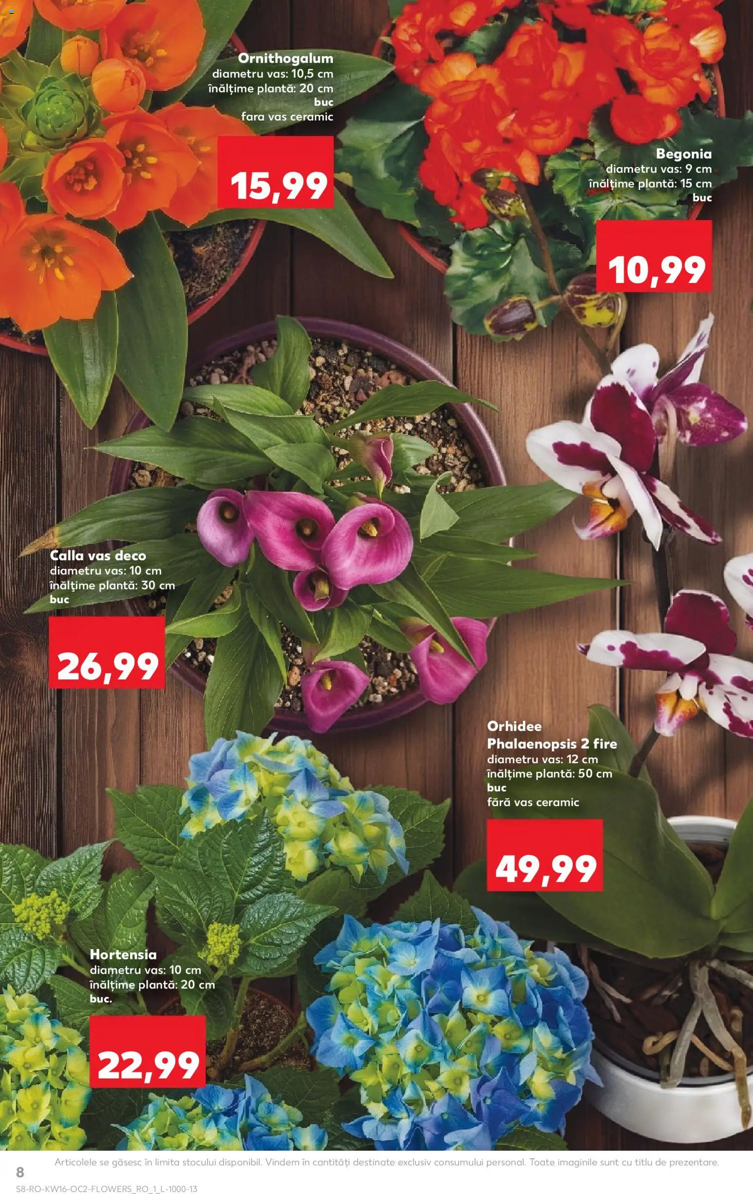 Noul catalog Kaufland – valabil de la 15.04.2026 | Pagină: 8 | Produse: Orhidee