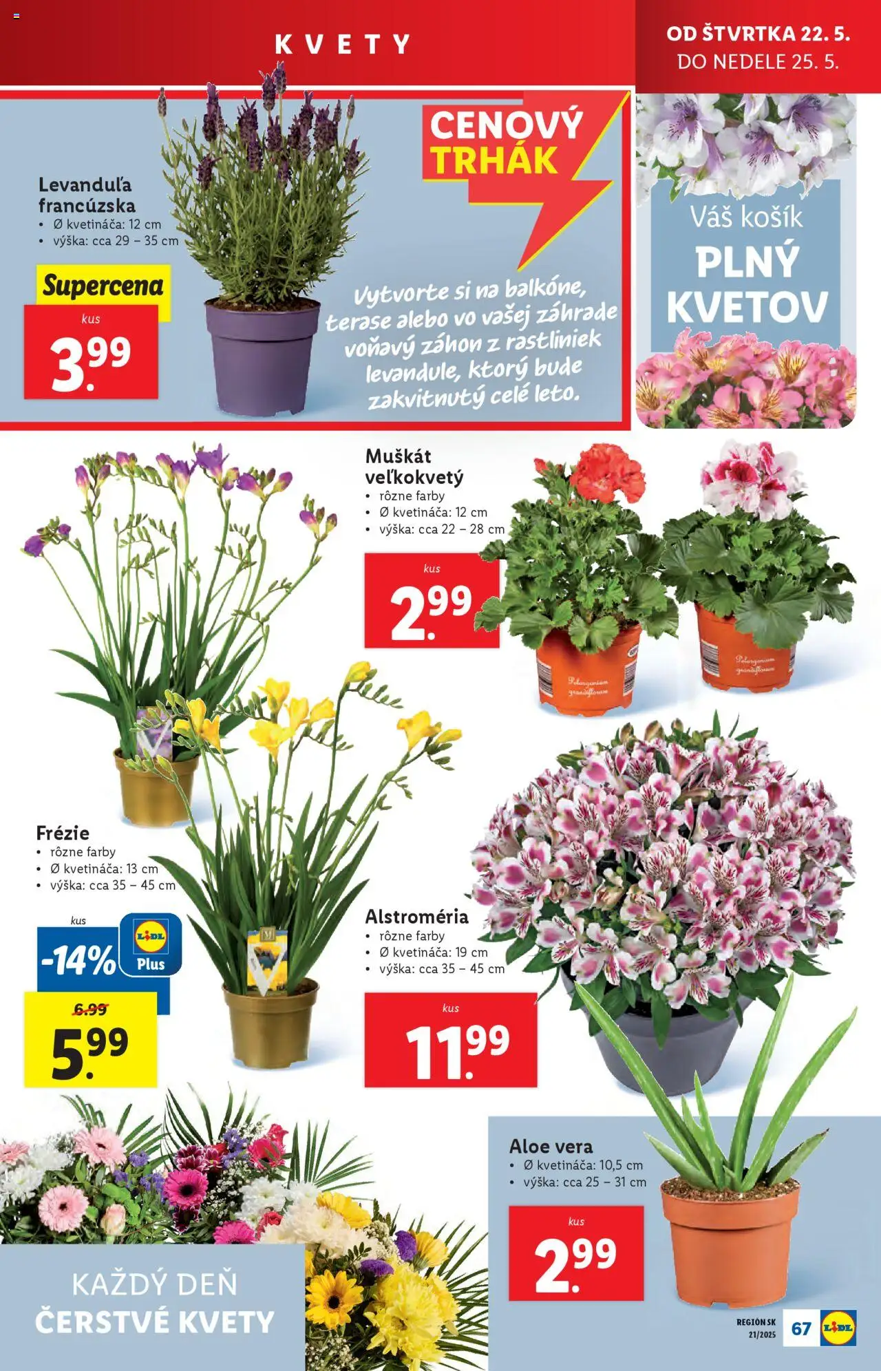 Lidl leták │ platný od 19.05.2025 | Strana: 95 | Produkty: Kvety