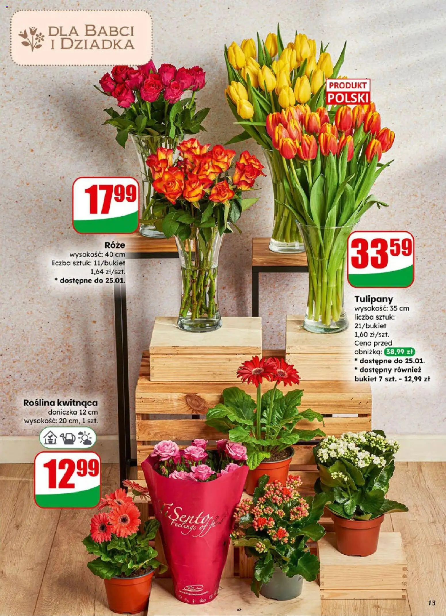 Dino Gazetka od 21.01.2026 | Strona: 13 | Produkty: Doniczka, Tulipany