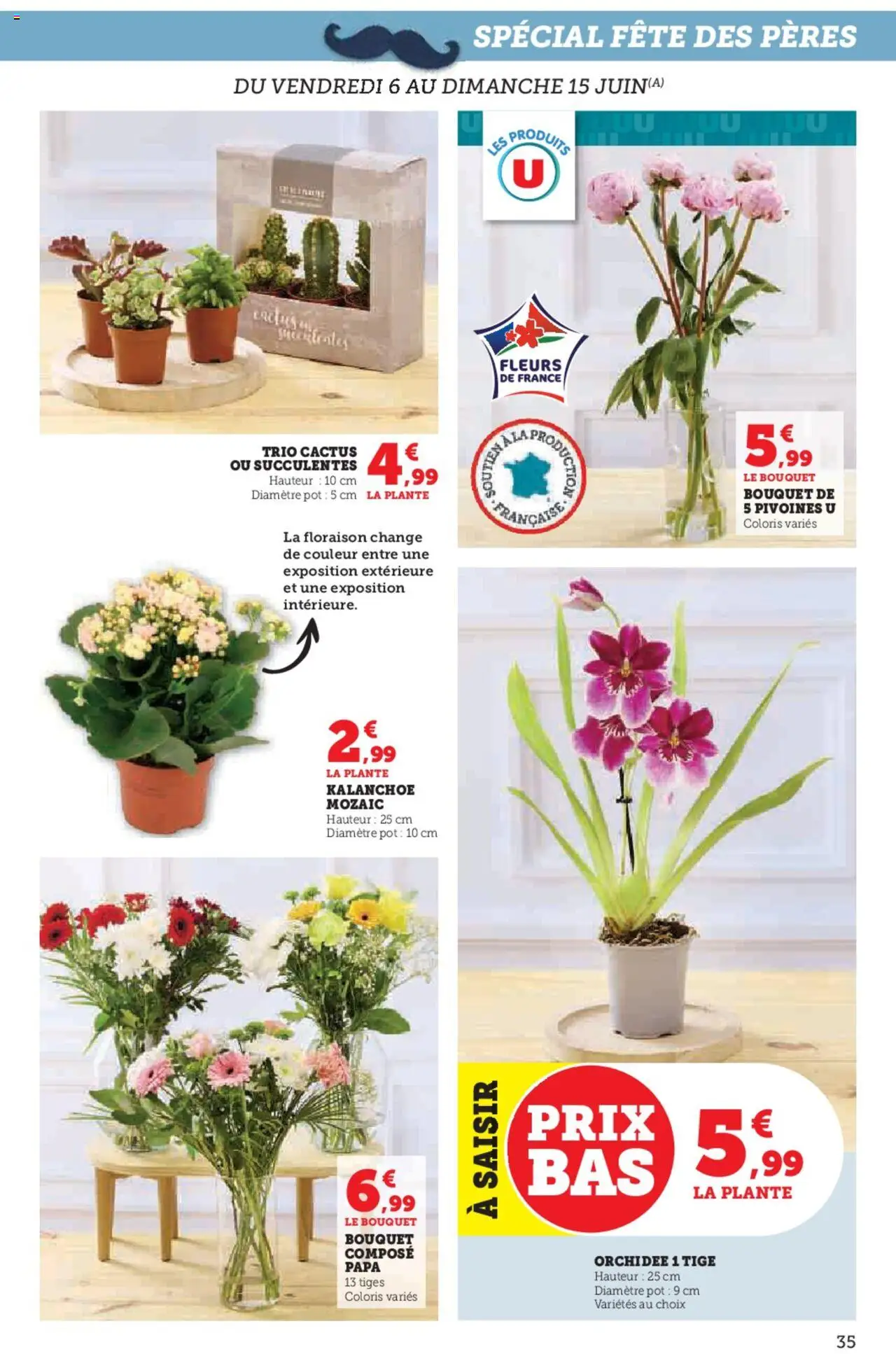  | Page: 35 | Produits: Orchidée