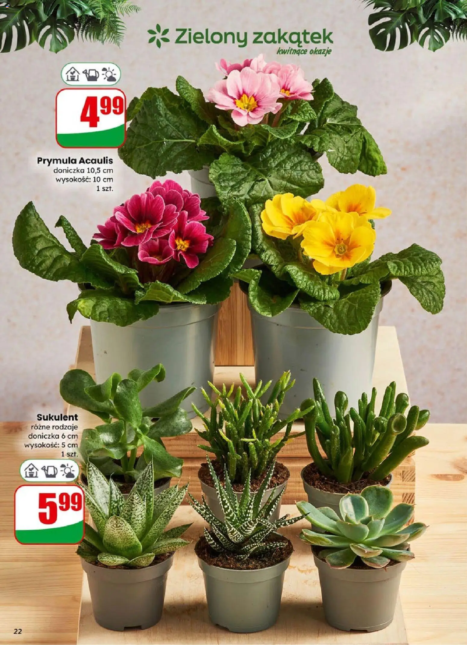 Dino Gazetka od 14.01.2026 | Strona: 22 | Produkty: Doniczka