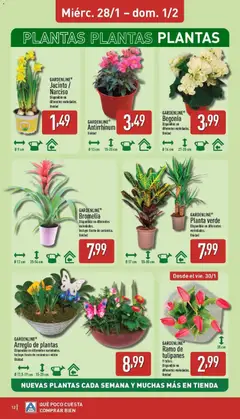 Vista previa Ramo de tulipanes, 9 tallos. Disponible en diferentes variedades. Unidad válido desde el 26.01.2026 | Página: 12