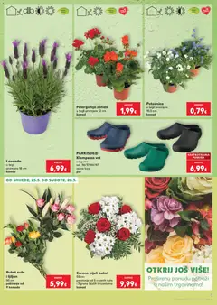 Lavanda, u tegli promjera 18 cm komad - Pregled kataloga iz trgovine Kaufland, vrijedi od 25.03.2026 | Stranica: 3