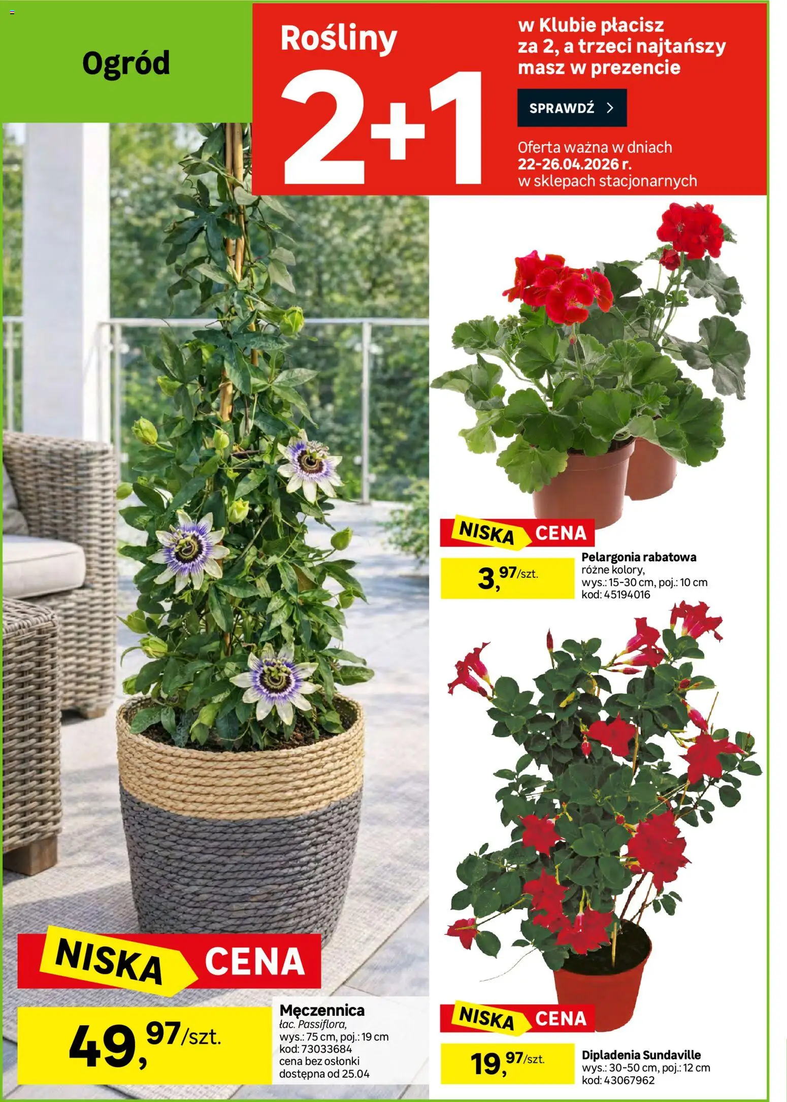 Leroy Merlin gazetka od 22.04.2026 | Strona: 6 | Produkty: Rosliny