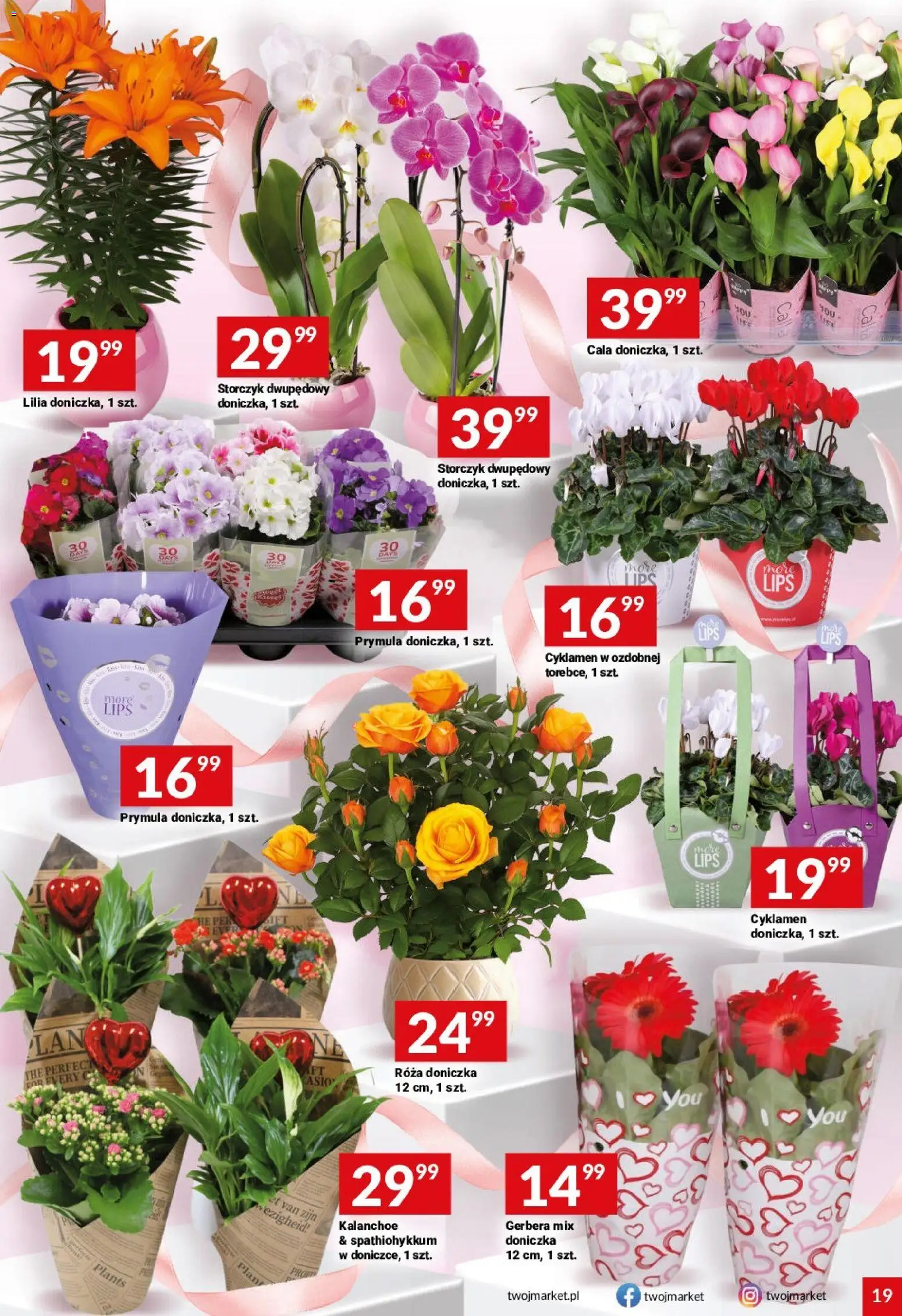 Twój Market gazetka od 04.03.2026 | Strona: 19 | Produkty: Doniczka, Kalanchoe, Storczyk