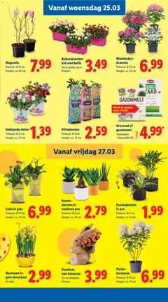 Kamerplanten in moderne pot, Kamerplanten in moderne pot, potmaat: Ø 8 cm, hoogte: ca. 16 cm - Voorbeeld van een folder van Lidl, geldig van 23.03.2026 | Pagina: 31