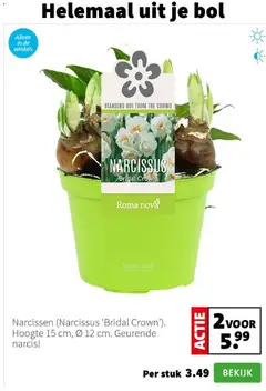 Intratuin - Folder - Voorbeeld van een folder van Intratuin, geldig van 12.01.2026 | Pagina: 6 | Producten: Bol