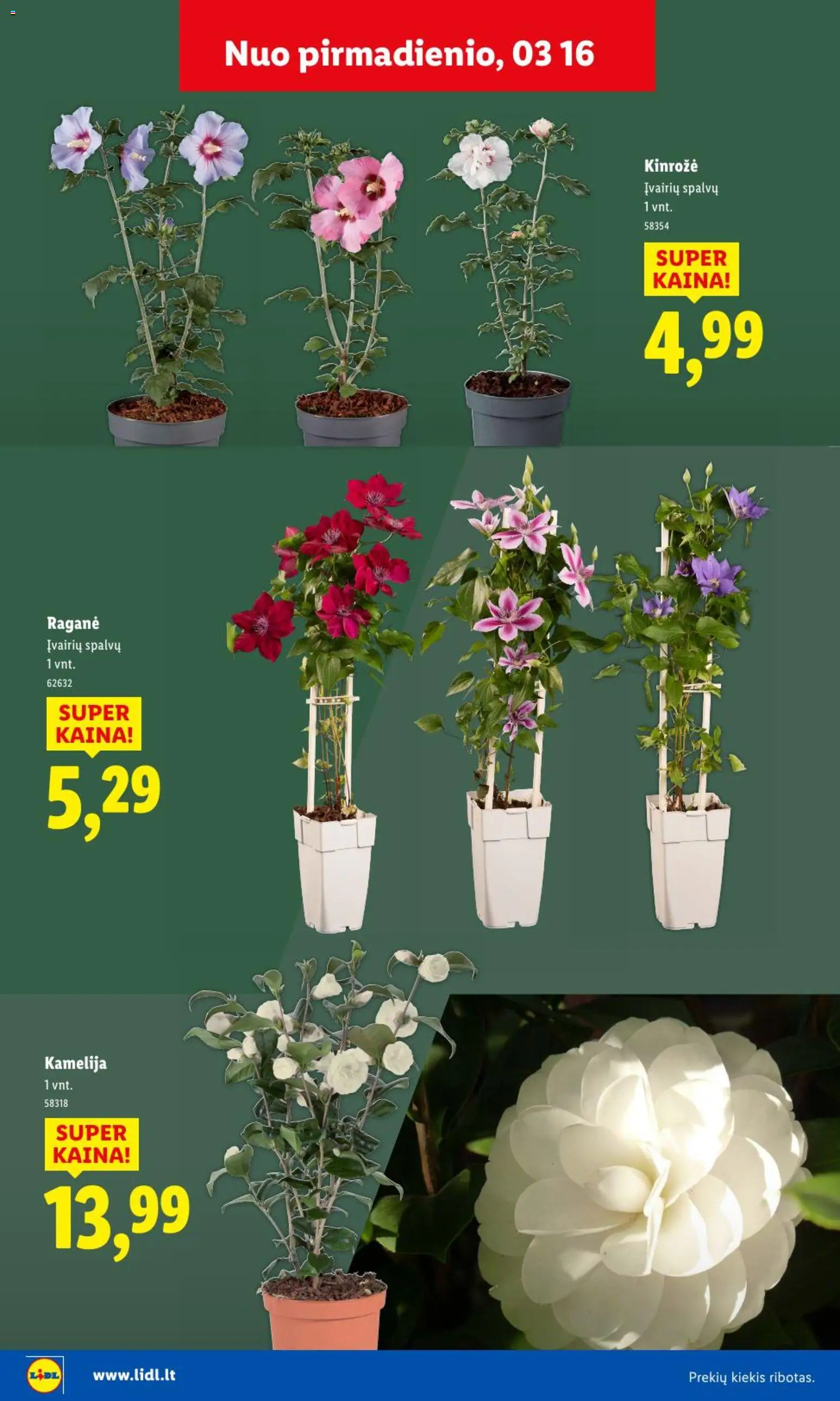 LIDL akcijos nuo 09.02.2026 | Puslapis: 19