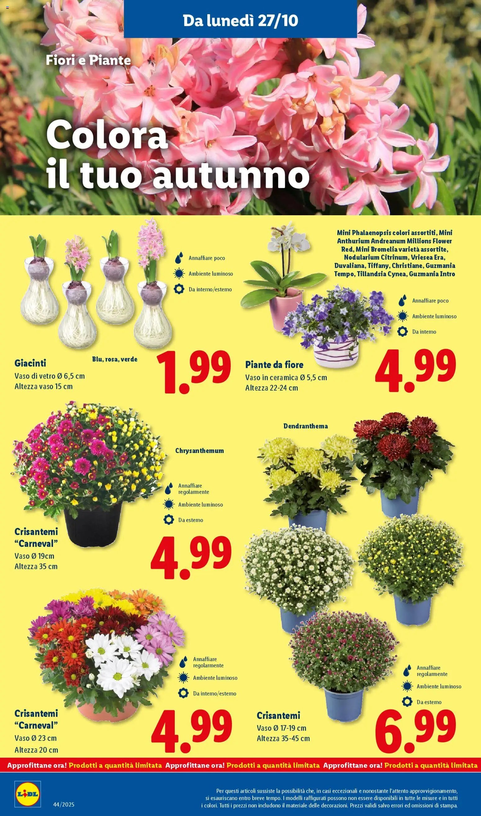 Volantino Lidl del 27.10.2025 | Pagina: 42 | Prodotti: Crisantemi, Vaso