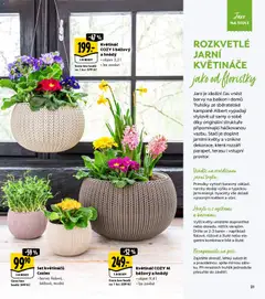 Náhled letáku Albert magazín od 01.03.2026 | Strana: 21 | Produkty: Truhlík, Truhlíky, Substrát, Barvy