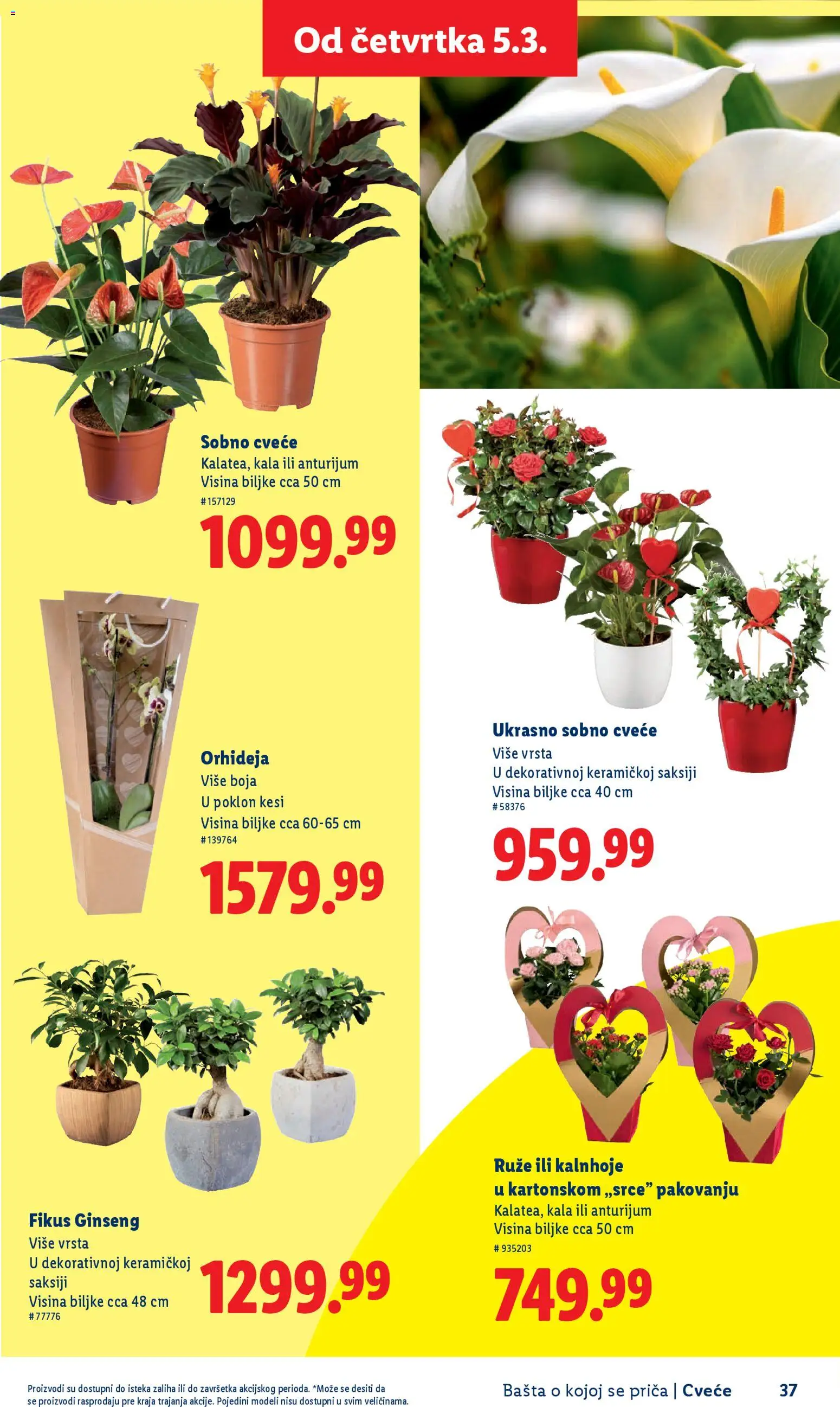 Lidl katalog - važi od 26.02.2026 | Strana: 37 | Proizvode: Orhideja, Ruze, Cvece