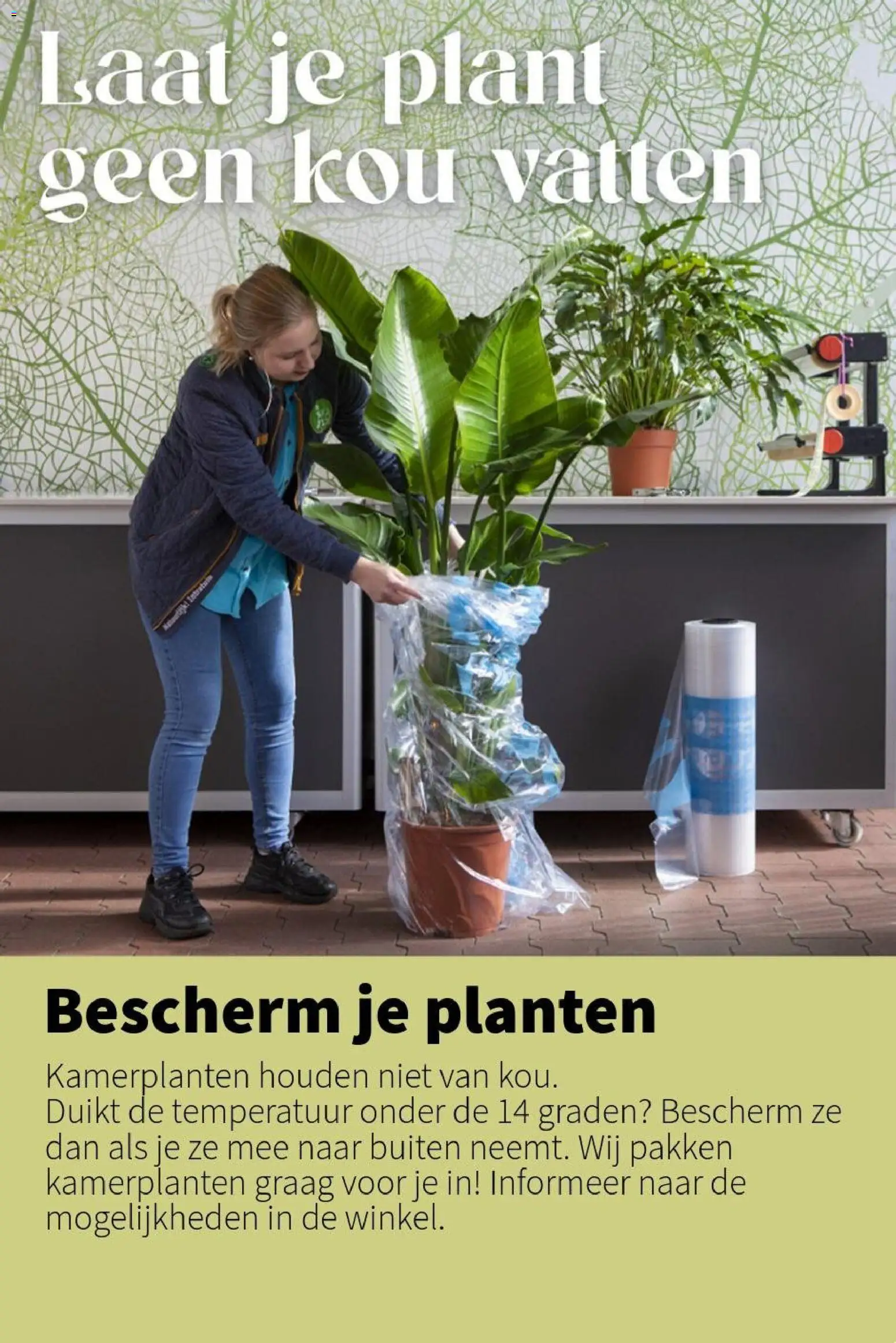 {H1} | Pagina: 7 | Producten: Kamerplanten