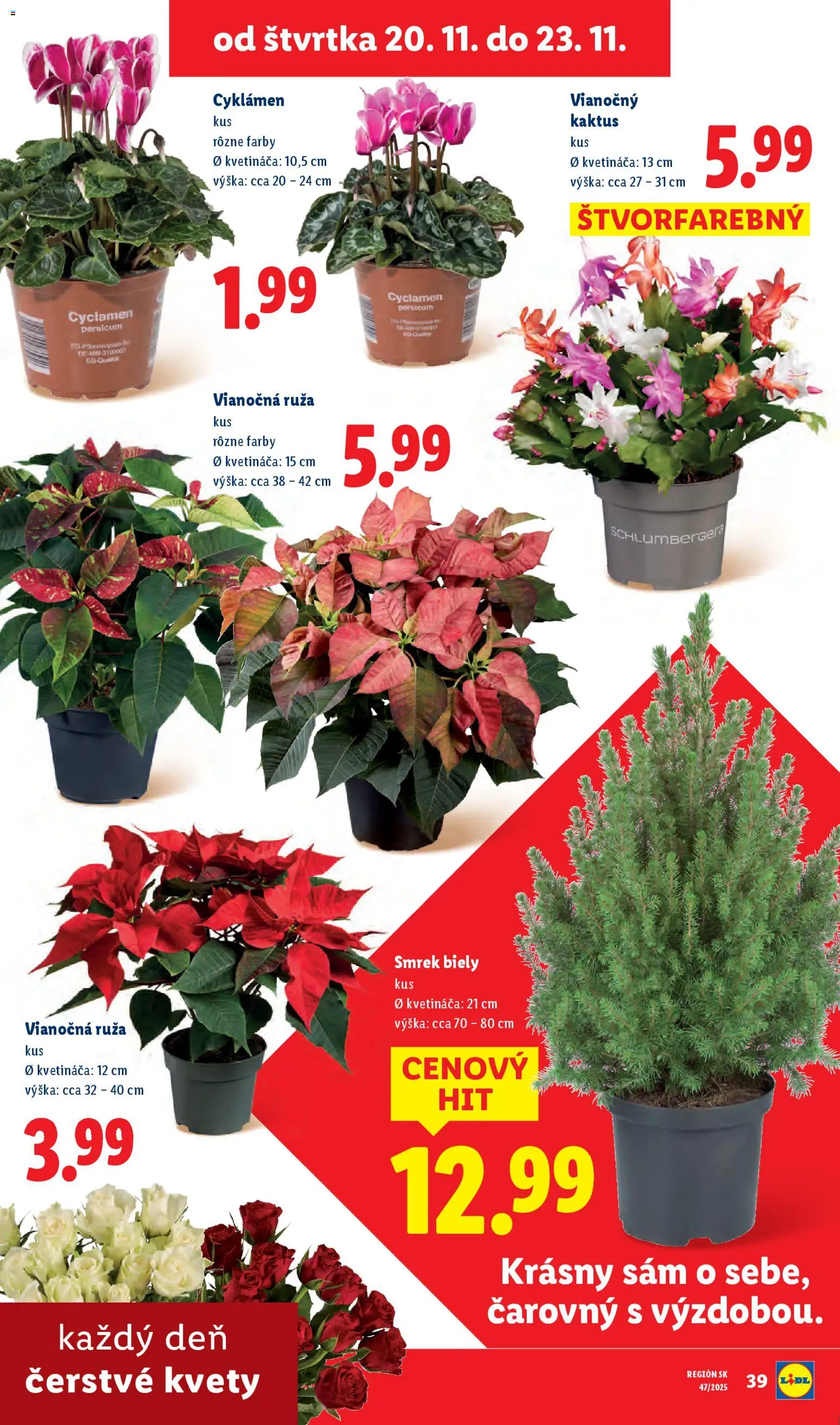 Nové Lidl akcie – leták je platný od 17.11.2025 | Strana: 81 | Produkty: Kvety