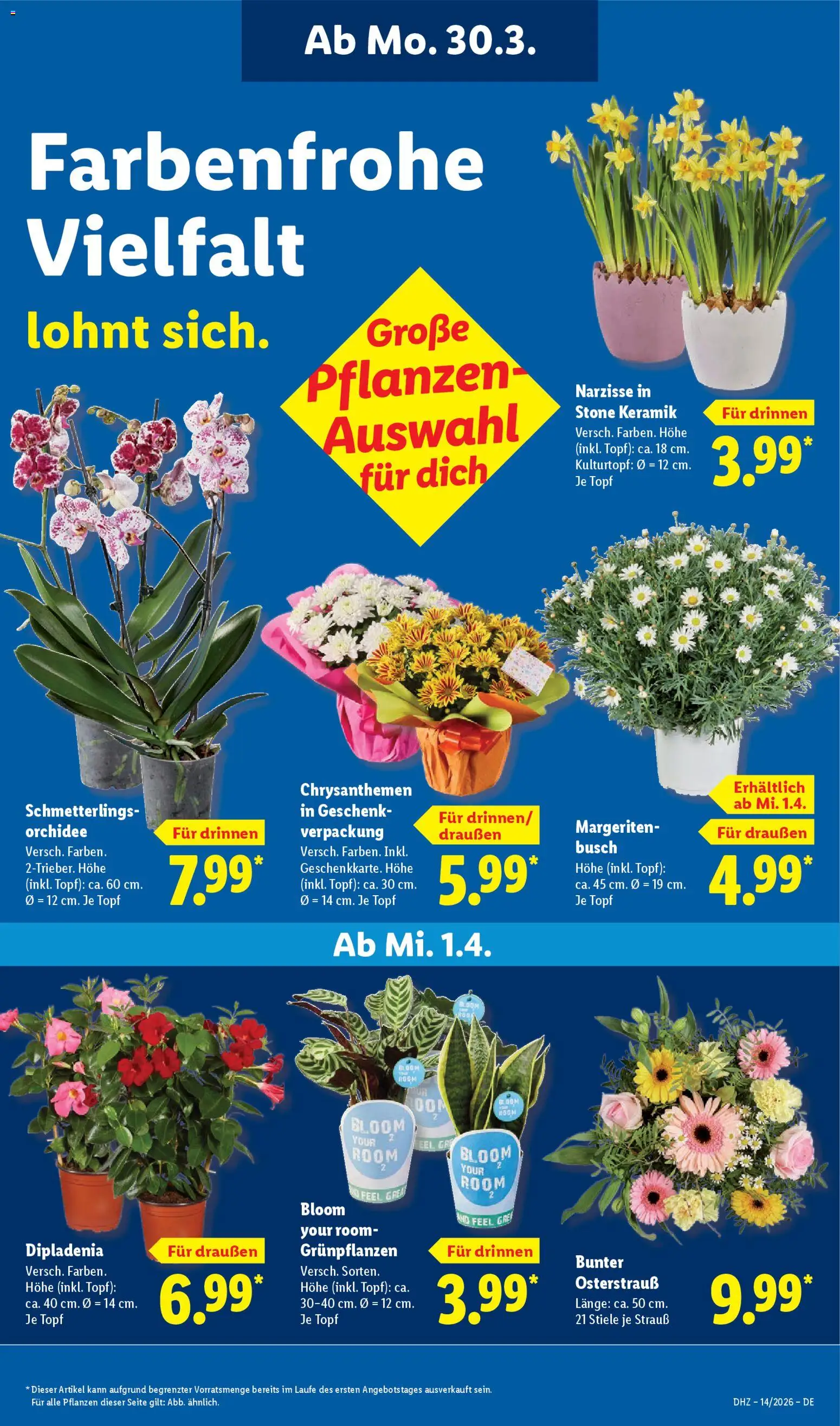 Lidl Prospekt – gültig ab 30.03.2026 | Seite: 31