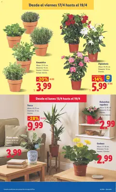 Vista previa Kalanchoe regadera, Altura: 12-16 cm. Diámetro: 8 cm. Interior. Incluye maceta. válido desde el 13.04.2026 | Página: 47