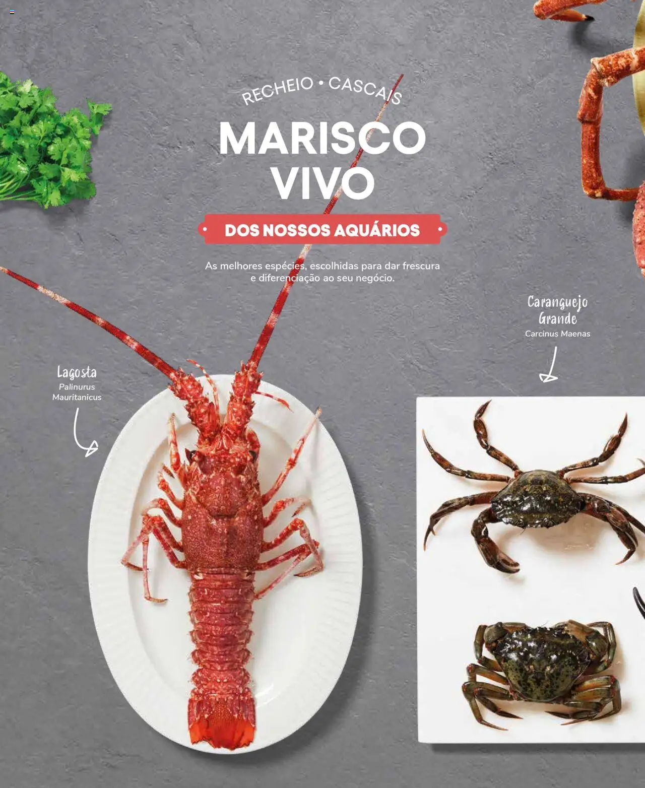 Recheio Peixaria │ válido de 19.09.2024 | Página: 24