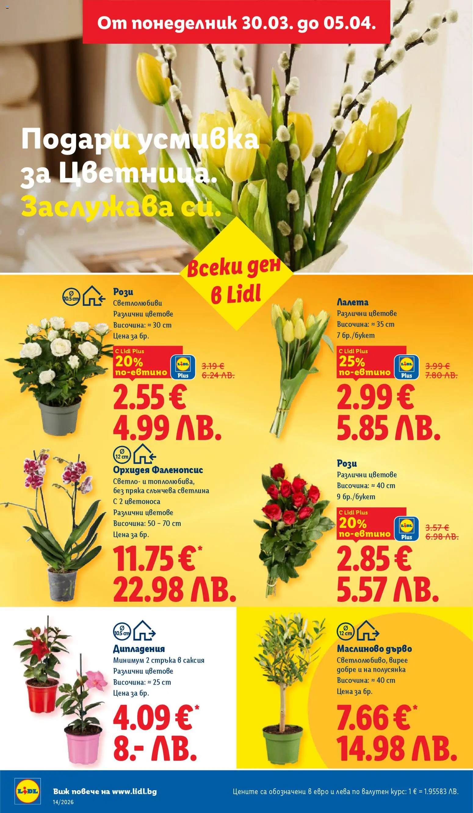 {H1} | Страница: 52 | Продукти: Орхидея, Саксия