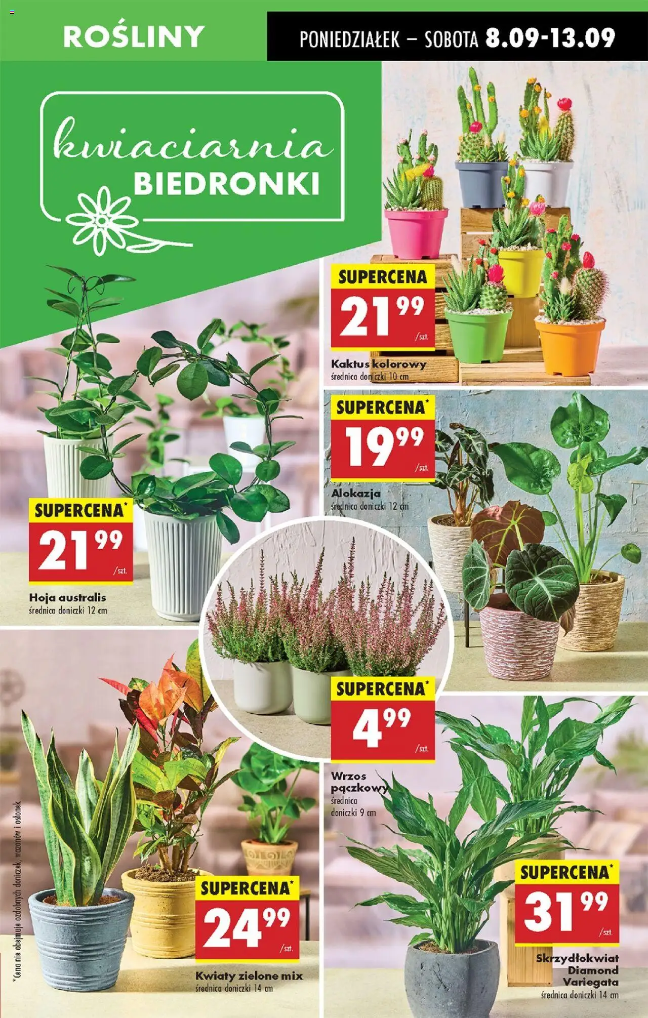 Biedronka gazetka od 08.09.2025 | Strona: 19 | Produkty: Wrzos, Rosliny, Doniczki, Kwiaty