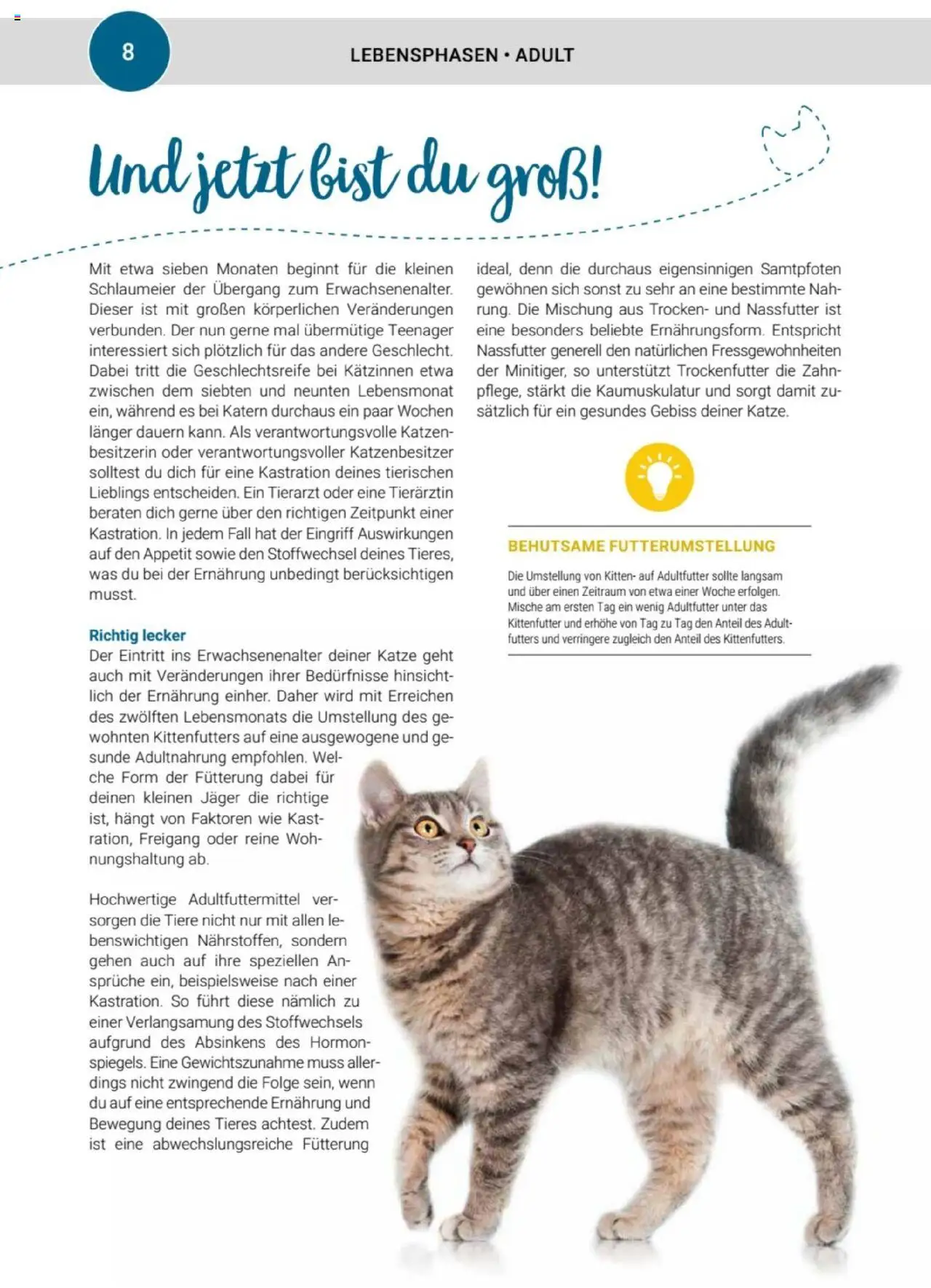 zookauf Themenkatalog Katze – gültig ab 01.10.2025 | Seite: 8