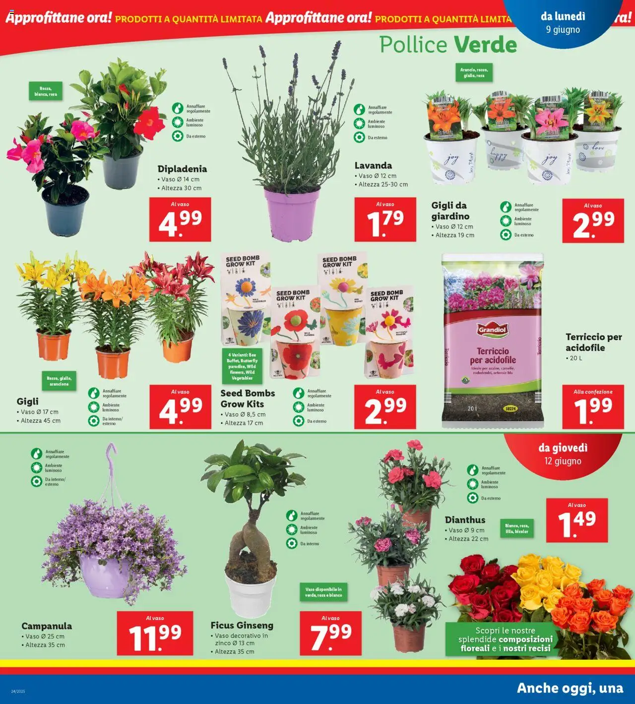 Volantino Lidl del 09.06.2025 | Pagina: 16 | Prodotti: Lavanda, Terriccio, Vaso
