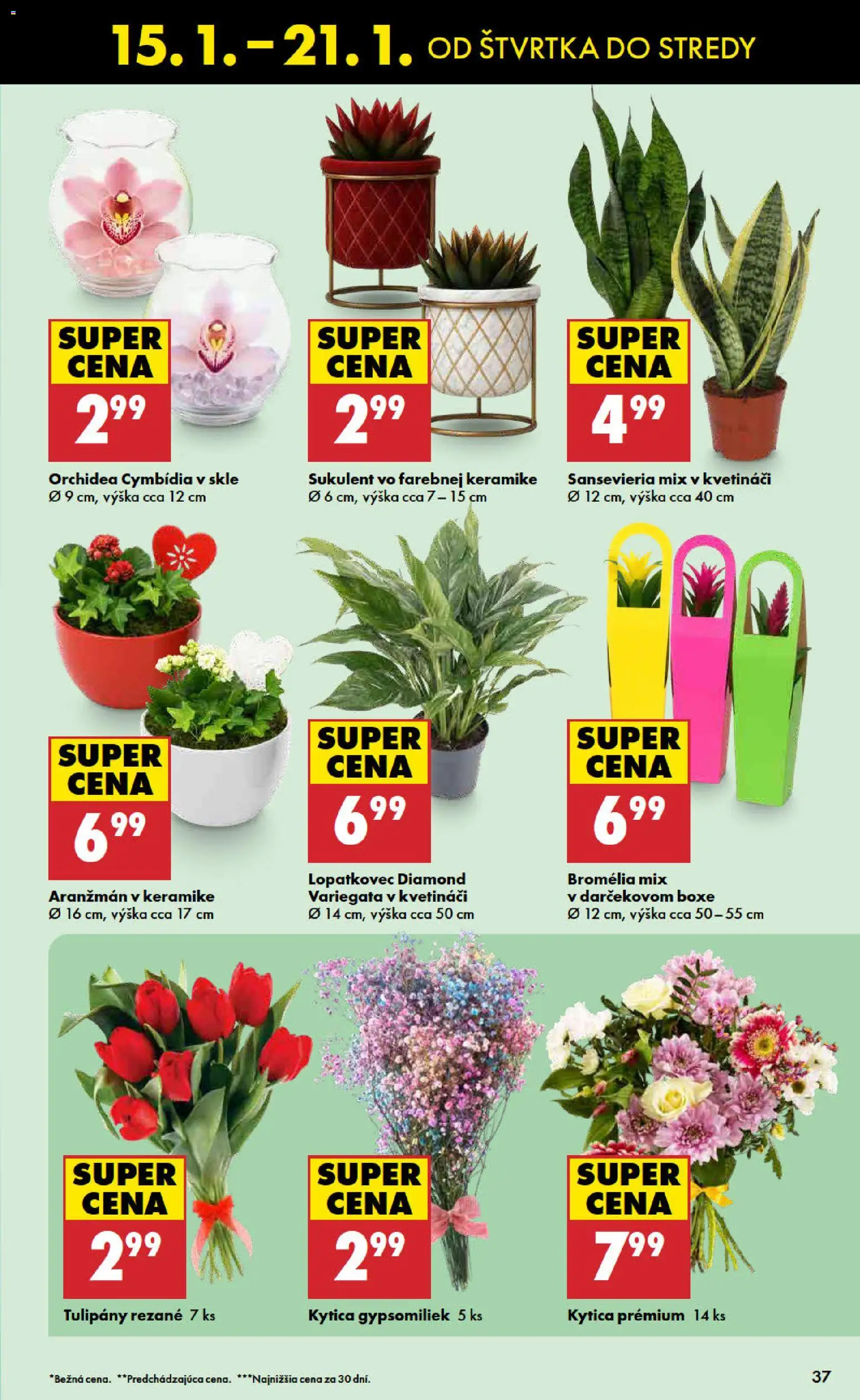 Nové Biedronka akcie – leták je platný od 15.01.2026 | Strana: 37 | Produkty: Tulipány, Orchidea