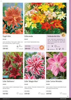 Náhled letáku Starkl katalog od 25.02.2026 | Strana: 91 | Produkty: Vázy, Cibule