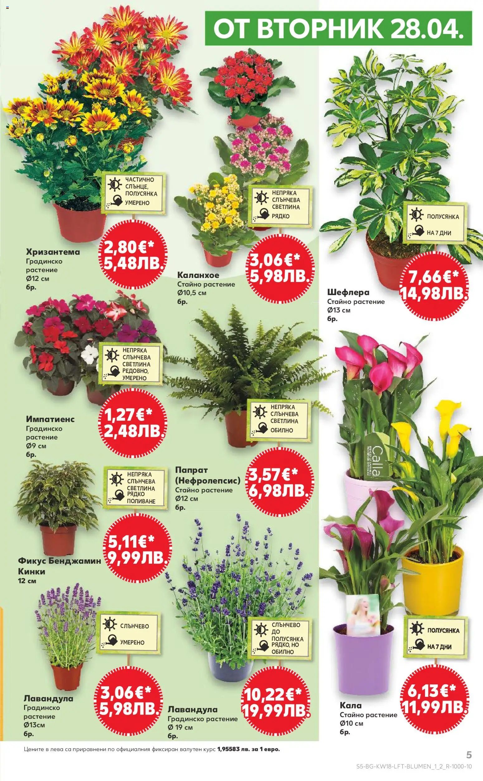 {H1} | Страница: 5 | Продукти: Хризантема