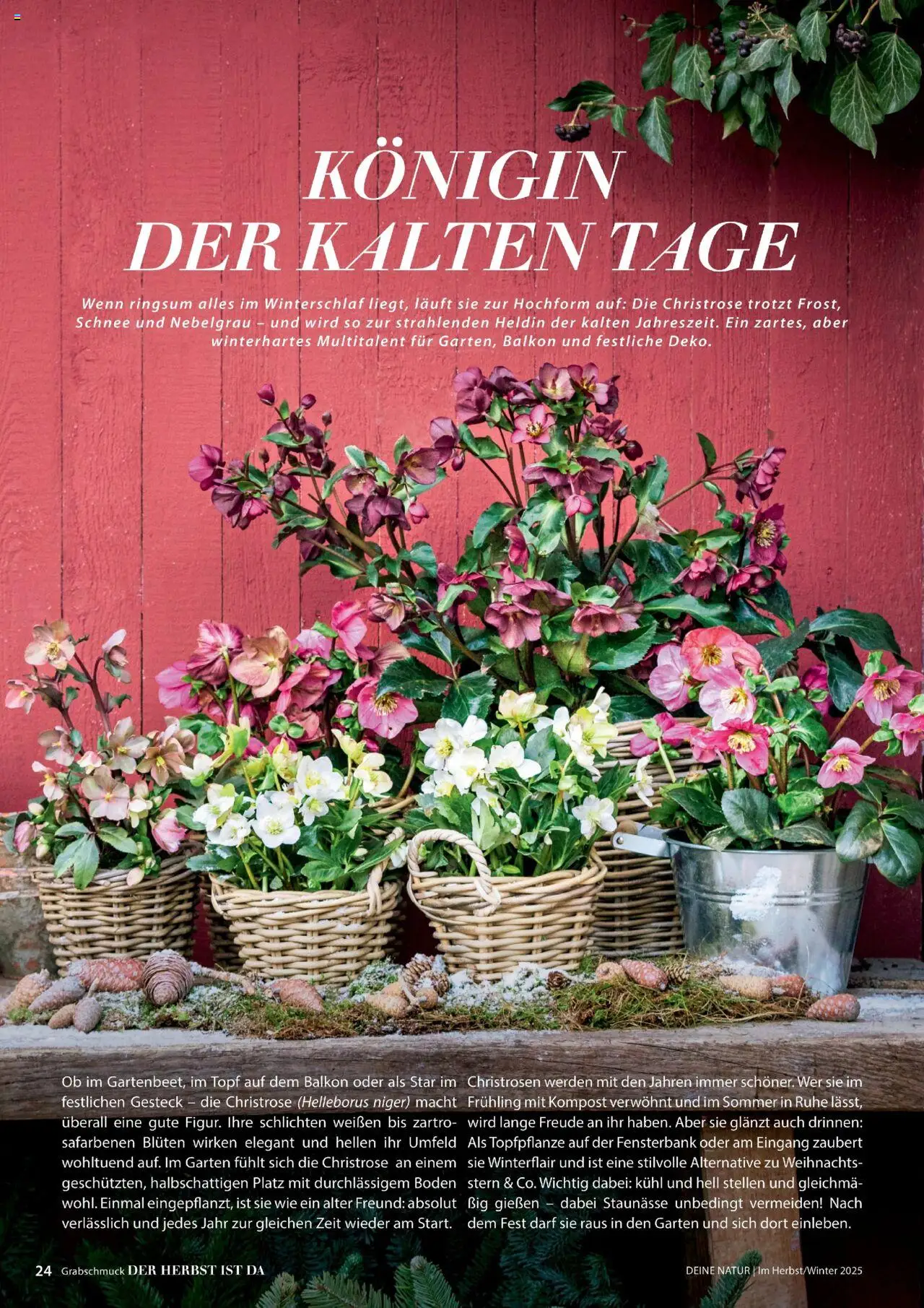 Dehner Prospekt Deine Natur – gültig ab 09.10.2025 | Seite: 24