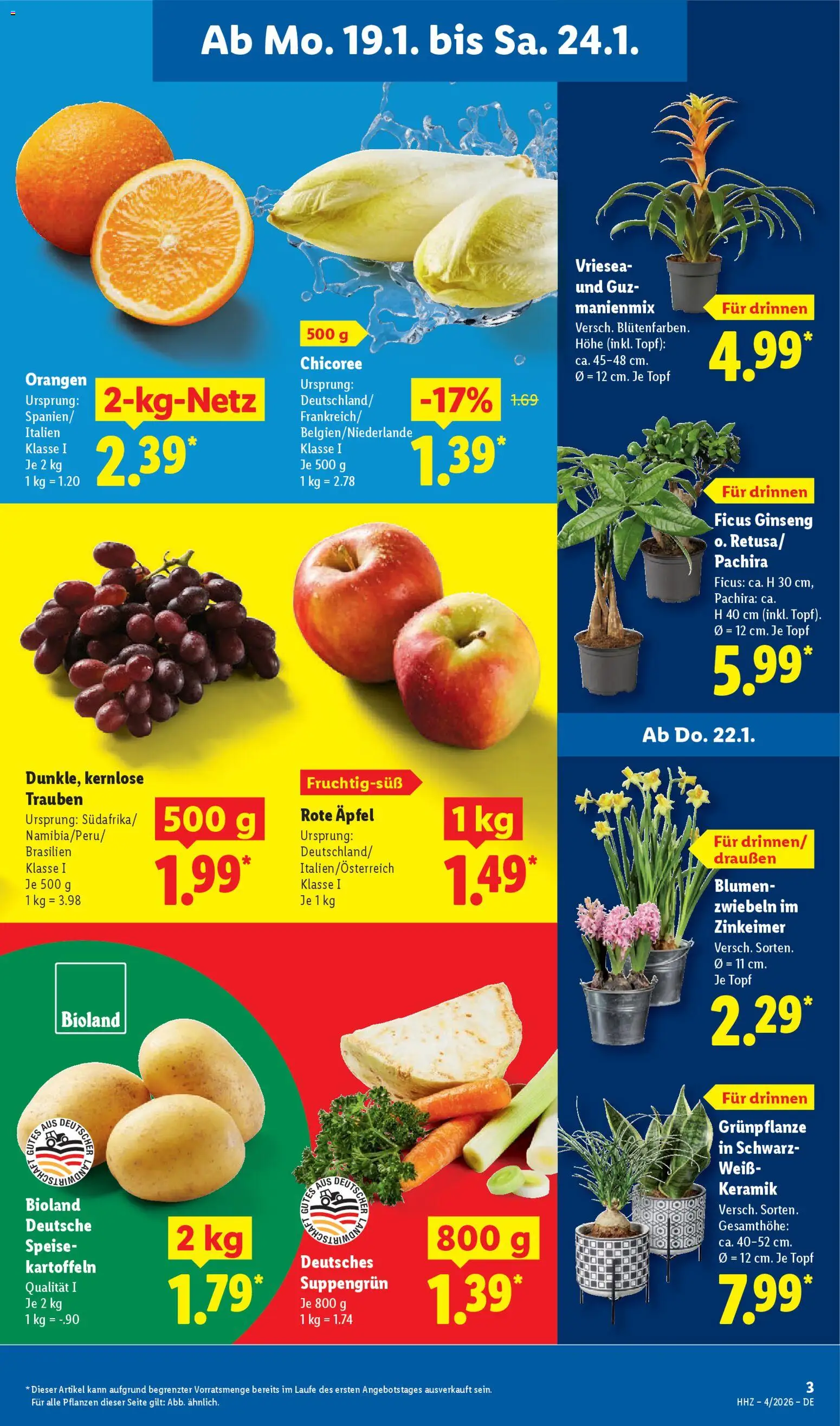 Lidl Prospekt Bestwig – gültig ab 19.01.2026 | Seite: 5 | Produkte: Blumen, Äpfel, Kartoffeln, Zwiebeln