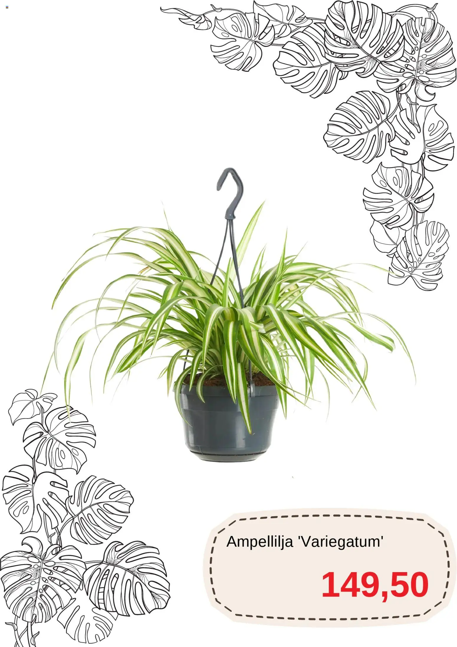 Blomsterlandet reklamblad aktuell från 01.11.2025 | Sida: 6